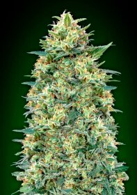 00 Seeds Bank Automatic Collection #4 - 6 autoflowering Samen