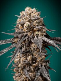 00 Seeds Bank Bubbas Gift - 3 feminisierte Samen