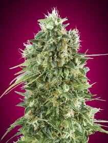 00 Seeds Bank Bubble Gum CBD - 3 feminized seeds