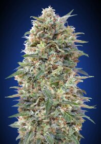 00 Seeds Bank California Kush - 3 feminized seeds