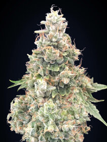 00 Seeds Bank California Kush Fast - 3 feminized seeds