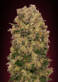 00 Seeds Bank Caramel Kush - 3 feminized seeds