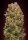 00 Seeds Bank Caramel Kush - 3 feminisierte Samen