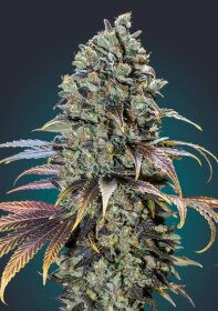 00 Seeds Bank Chocolate Cream - 3 feminized seeds