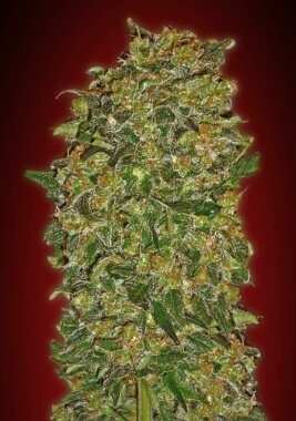 00 Seeds Bank Chocolate Kush - 3 feminisierte Samen