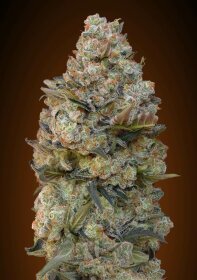 00 Seeds Bank Chocolate Skunk - 3 feminisierte Samen