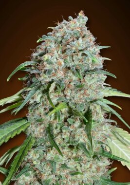 00 Seeds Bank Chocolate Skunk CBD - 3 feminisierte Samen