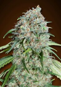 00 Seeds Bank Chocolate Skunk CBD - 3 feminized seeds