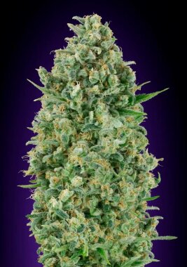 00 Seeds Bank Critical Poison - 3 feminisierte Samen