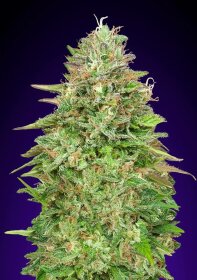 00 Seeds Bank Critical Poison Fast - 3 feminized seeds