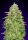 00 Seeds Bank Critical Poison Fast - 3 feminisierte Samen