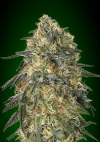 00 Seeds Bank Gorilla - 3 feminisierte Samen