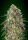 00 Seeds Bank Gorilla - 3 feminisierte Samen