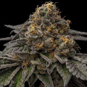 Ripper Seeds Break Pad Breath - 3 feminized seeds