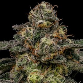 Ripper Seeds Zombie Bride - 3 feminized seeds