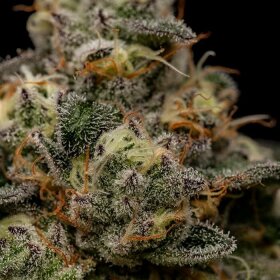 Ripper Seeds Zombie Bride - 3 feminized seeds