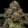 Ripper Seeds Zombie Bride - 3 feminisierte Samen