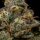 Ripper Seeds Zombie Bride - 3 feminisierte Samen