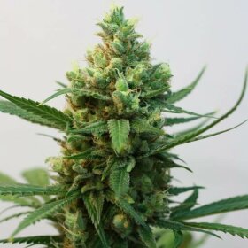 Ripper Seeds Toxic - 3 feminisierte Samen