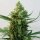 Ripper Seeds Toxic - 3 feminisierte Samen