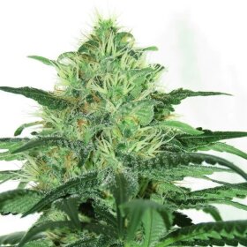 Ripper Seeds Sideral - 3 feminisierte Samen