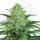 Ripper Seeds Sideral - 3 feminisierte Samen