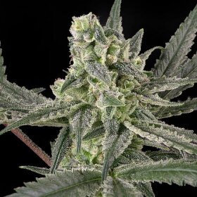 Ripper Seeds Old School - 3 feminized seeds