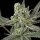 Ripper Seeds Old School - 3 feminisierte Samen