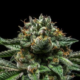 Ripper Seeds Chempie - 3 feminisierte Samen