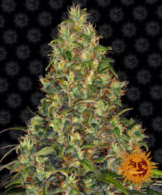 Barneys Farm Amnesia Haze AUTO - 3 automated seeds