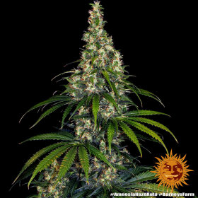 Barneys Farm Amnesia Haze AUTO - 3 autoflowering Samen