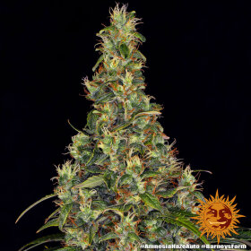 Barneys Farm Amnesia Haze AUTO - 3 autoflowering Samen