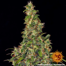 Barneys Farm Amnesia Haze AUTO - 3 autoflowering Samen