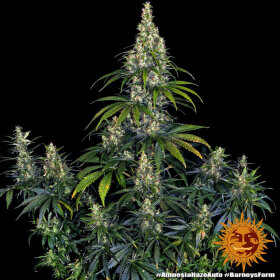 Barneys Farm Amnesia Haze AUTO - 3 autoflowering Samen