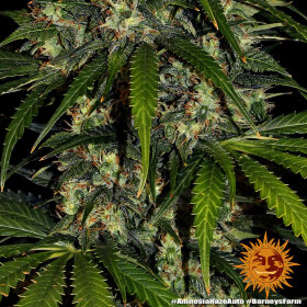 Barneys Farm Amnesia Haze AUTO - 3 automatisierte Samen