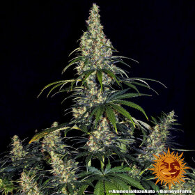 Barneys Farm Amnesia Haze AUTO - 3 automatisierte Samen