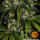 Barneys Farm Amnesia Haze AUTO - 3 autoflowering Samen