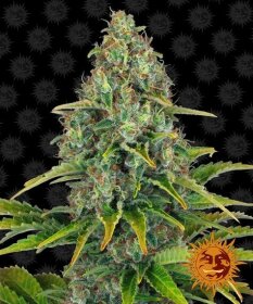 Barneys Farm Blue Cheese AUTO - 3 automated seeds