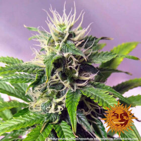 Barneys Farm Blue Cheese AUTO - 3 autoflowering Samen