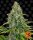 Barneys Farm Blue Cheese AUTO - 3 autoflowering Samen