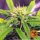 Barneys Farm Blue Cheese AUTO - 3 autoflowering Samen