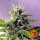 Barneys Farm Blue Cheese AUTO - 3 autoflowering Samen