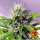 Barneys Farm Blue Cheese AUTO - 3 autoflowering Samen