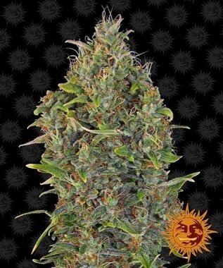 Barneys Farm Criticel Kush AUTO - 3 autoflowering Samen