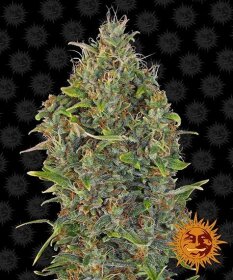 Barneys Farm Criticel Kush AUTO - 3 automated seeds