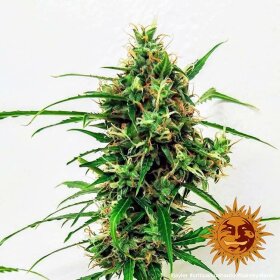 Barneys Farm Criticel Kush AUTO - 3 autoflowering Samen