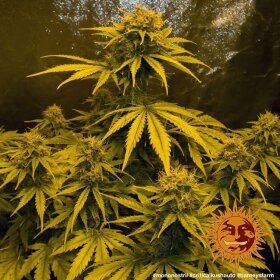 Barneys Farm Criticel Kush AUTO - 3 autoflowering Samen