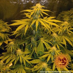 Barneys Farm Criticel Kush AUTO - 3 autoflowering Samen