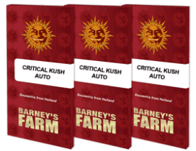 Barneys Farm Criticel Kush AUTO - 3 automatisierte Samen