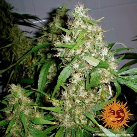 Barneys Farm Criticel Kush AUTO - 3 automatisierte Samen